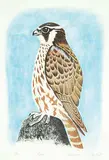 Aoudla Pudlat, Falcon #20/50, 1986, colour lithograph on paper