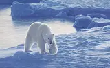 Lorenzo Fracchetti, Stalking for Seals, 2000, acrylic on canvas
