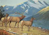 Matt Lindstrom, Untitled - Elk Sensing Danger