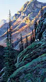 Andrew Kiss, Untitled - Mountain Goats at Dusk