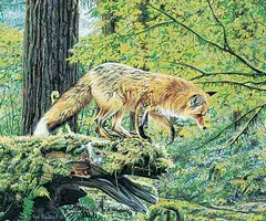 Rod Frederick, Untitled - Fox Study, acrylic on paper
