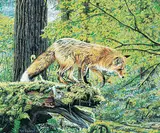 Rod Frederick, Untitled - Fox Study, acrylic on paper