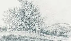 Patrick Douglass Cox, Honeysuckle, 2000, graphite on paper