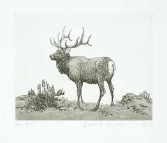 Clarence Tillenius, Bull Elk #2/25, etching on paper