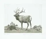 Clarence Tillenius, Bull Elk #2/25, etching on paper