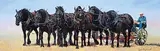 Judie Popplewell, Untitled - Team of Horses, oil on canvas