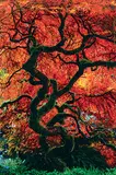 Peter Lik, Infinity Tree #304/950