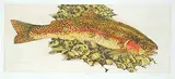 Jack Lee Cowin, Spawning Run #A/P, 1996, hand coloured etching on paper
