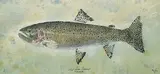Mya DeRyan, West Slope Cutthroat, Fish Rubbing #1/1, 2005, hand coloured relief print on paper