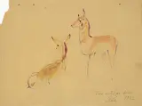 Illingworth Kerr, Two Antelope Does