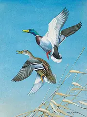 Angus H. Shortt, Untitled - Ducks Taking Flight, 1949, watercolour on paper