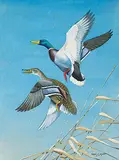 Angus H. Shortt, Untitled - Ducks Taking Flight, 1949, watercolour on paper