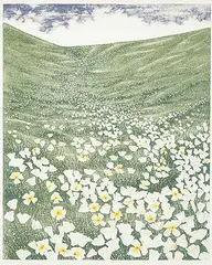 Joseph Culpepper, Snow Poppies #AP, colour etching on paper
