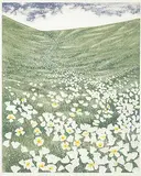 Joseph Culpepper, Snow Poppies #AP, colour etching on paper
