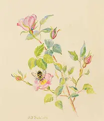 Janet D. Schintz, Untitled - Bee on Alberta Rose, watercolour on paper