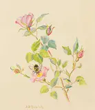 Janet D. Schintz, Untitled - Bee on Alberta Rose, watercolour on paper