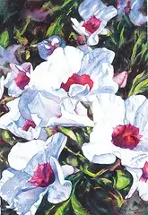 Cindy Barratt, Magenta on White, Shrubbery [Down Under Series], watercolour on paper