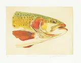 Jack Lee Cowin, Cutthroat #A/P, hand coloured etching on paper