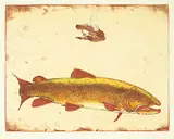 Jack Lee Cowin, Bull of the Bow [Western Trout Series] #A/P, 1983, hand coloured etching on paper