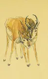 Illingworth Kerr, Two Pronghorm Antelopes