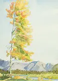 Margaret Shelton, Tree at Vermillion Lakes