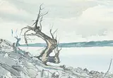 Murray William MacDonald, Untitled - Tree on the Lake Shore, watercolour on paper