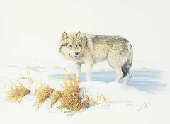 Marla Wilson, Wolf, 1986, watercolour on paper