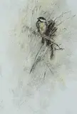 Jane Everett, Chickadee IV, mixed medium on vellum