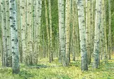 Keith Thomson, Untitled - In the Birch Trees, watercolour on paper