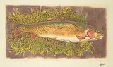 Jack Lee Cowin, High Coutry Cutthroat - [Wester Trout Series] #A.P., 1993, colour etching on paper