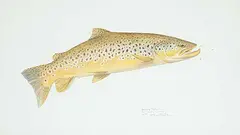 Mike Stidham, Brown Trout - Bow River, Alberta, 1982, watercolour on paper