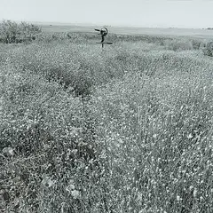 Geoffrey James, Untitled - Coutts Centre Meadow with Ben McLeod Sculpture, black and white photograph on paper