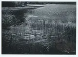 Tom Willock, Marsh Grass, Maskinonge #17/110, black and white photograph on paper
