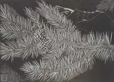 Henry Eric Bergman, Untitled - Pine Bough