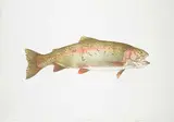 Jack Lee Cowin, Fish [Hen Rainbow] #48/50, 1983, colour lithograph on paper