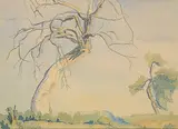 Margaret Shelton, Untitled - Dead Poplar Tree