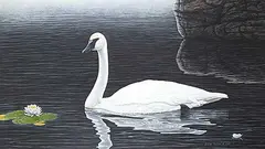 Glenn Olson, Serene Splendor - Trumpeter Swan, 1987, acrylic on wood board