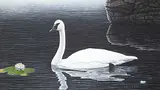 Glenn Olson, Serene Splendor - Trumpeter Swan, 1987, acrylic on wood board