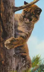 Maurade Baynton, Untitled - Cougar, 1993, oil on wood board