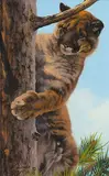 Maurade Baynton, Untitled - Cougar, 1993, oil on wood board