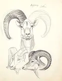 Illingworth Kerr, Bighorns, graphite on paper