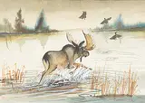 Edward Cobiness, Untitled - Bull Moose, 1976, watercolour on paper