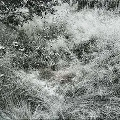 Geoffrey James, Untitled - Brown-Eyed Susans, black and white photograph on paper