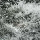 Geoffrey James, Untitled - Brown-Eyed Susans, black and white photograph on paper