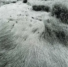 Geoffrey James, Untitled - Meadow Grasses, black and white photograph on paper