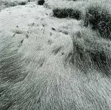 Geoffrey James, Untitled - Meadow Grasses, black and white photograph on paper