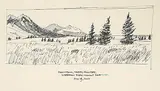 Chris Stoffel Overvoorde, Mountains, Trees, Flowers; Waterton Park looking North, 2006, ink on paper