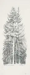 Chris Stoffel Overvoorde, Pine Trees, Baker Creek, AB, 2008, graphite on paper