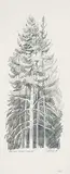 Chris Stoffel Overvoorde, Pine Trees, Baker Creek, AB, 2008, graphite on paper