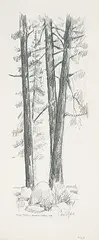 Chris Stoffel Overvoorde, Pine Trees, Baker Creek, Alberta, 2008, graphite on paper